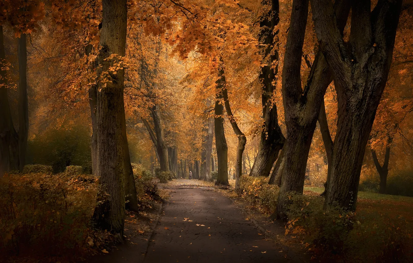 Photo wallpaper autumn, Park, alley