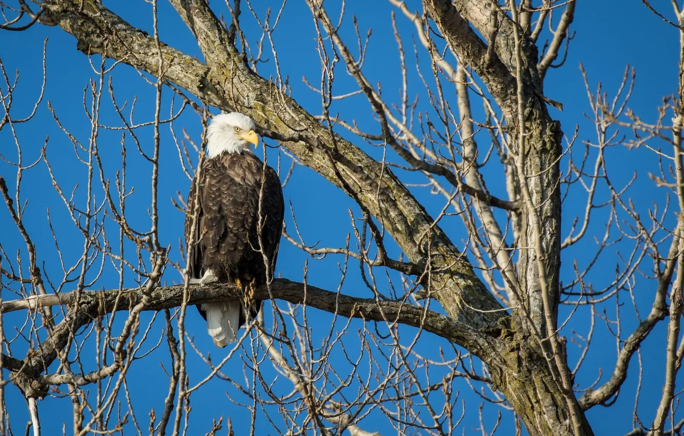 Photo wallpaper branches, bird, predator, bald eagle