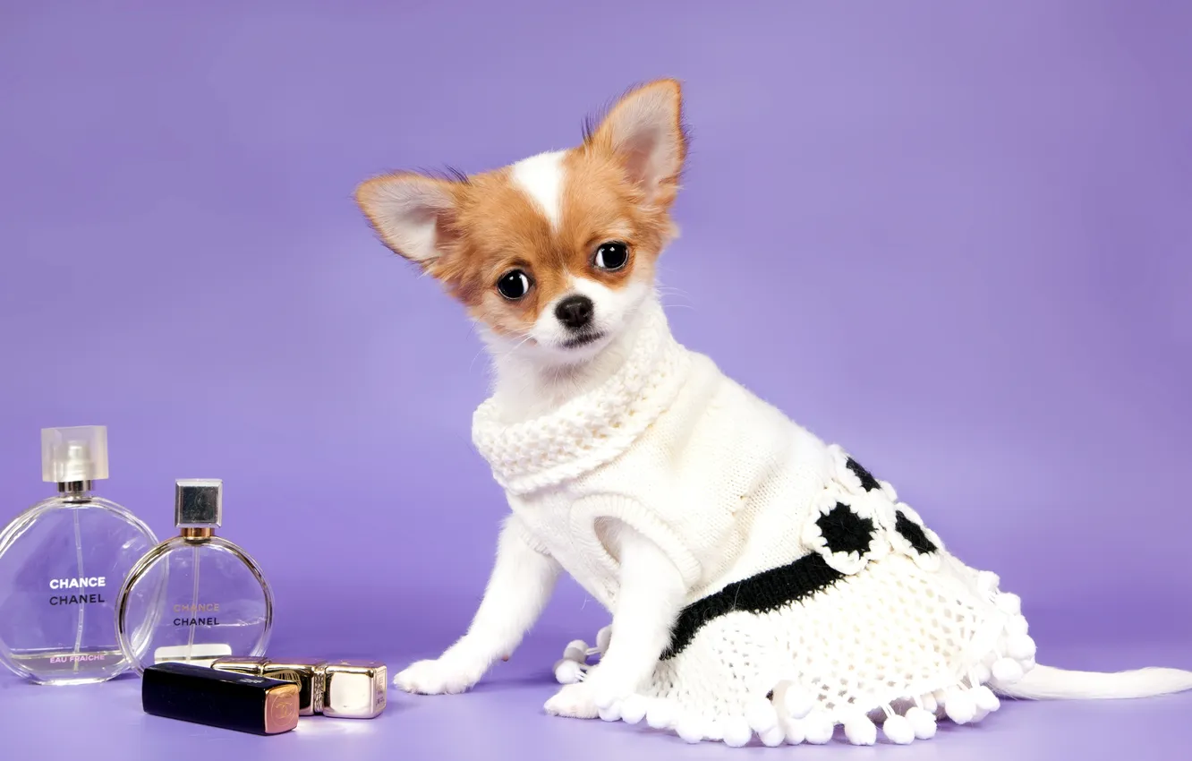 Photo wallpaper dress, Chihuahua, cosmetics, bottles
