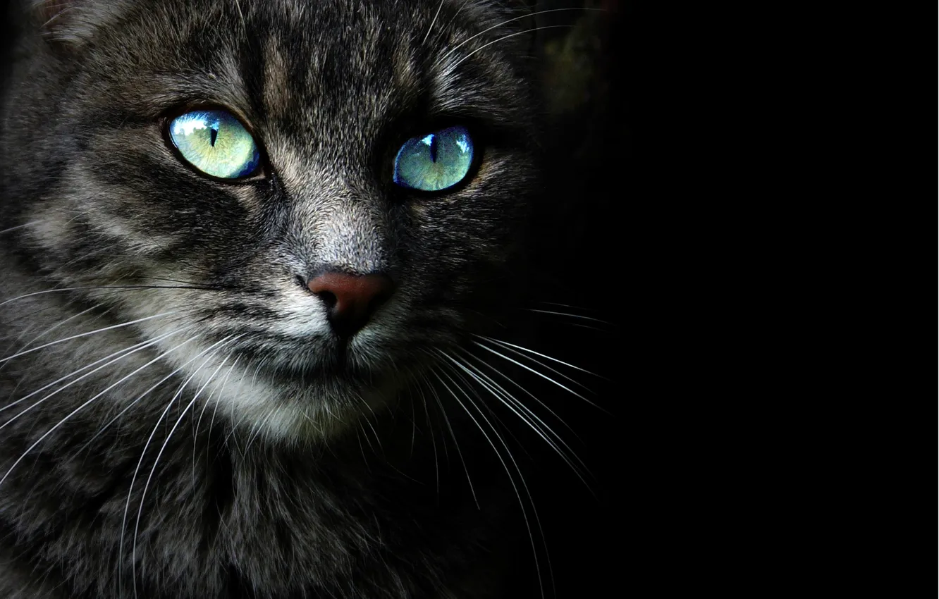 Photo wallpaper cat, look, face, Cat, black background