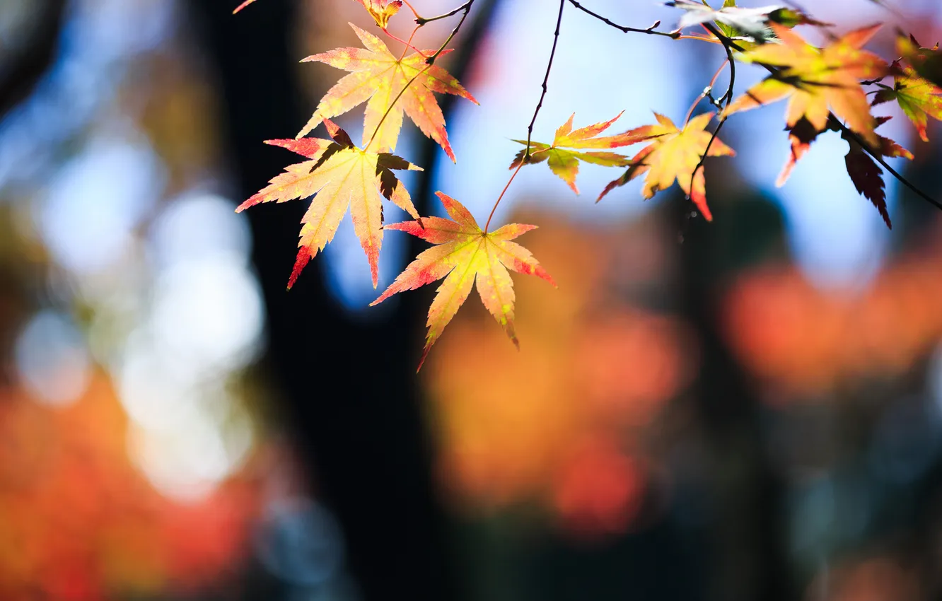 Photo wallpaper autumn, leaves, trees, branches, yellow, maple, crown