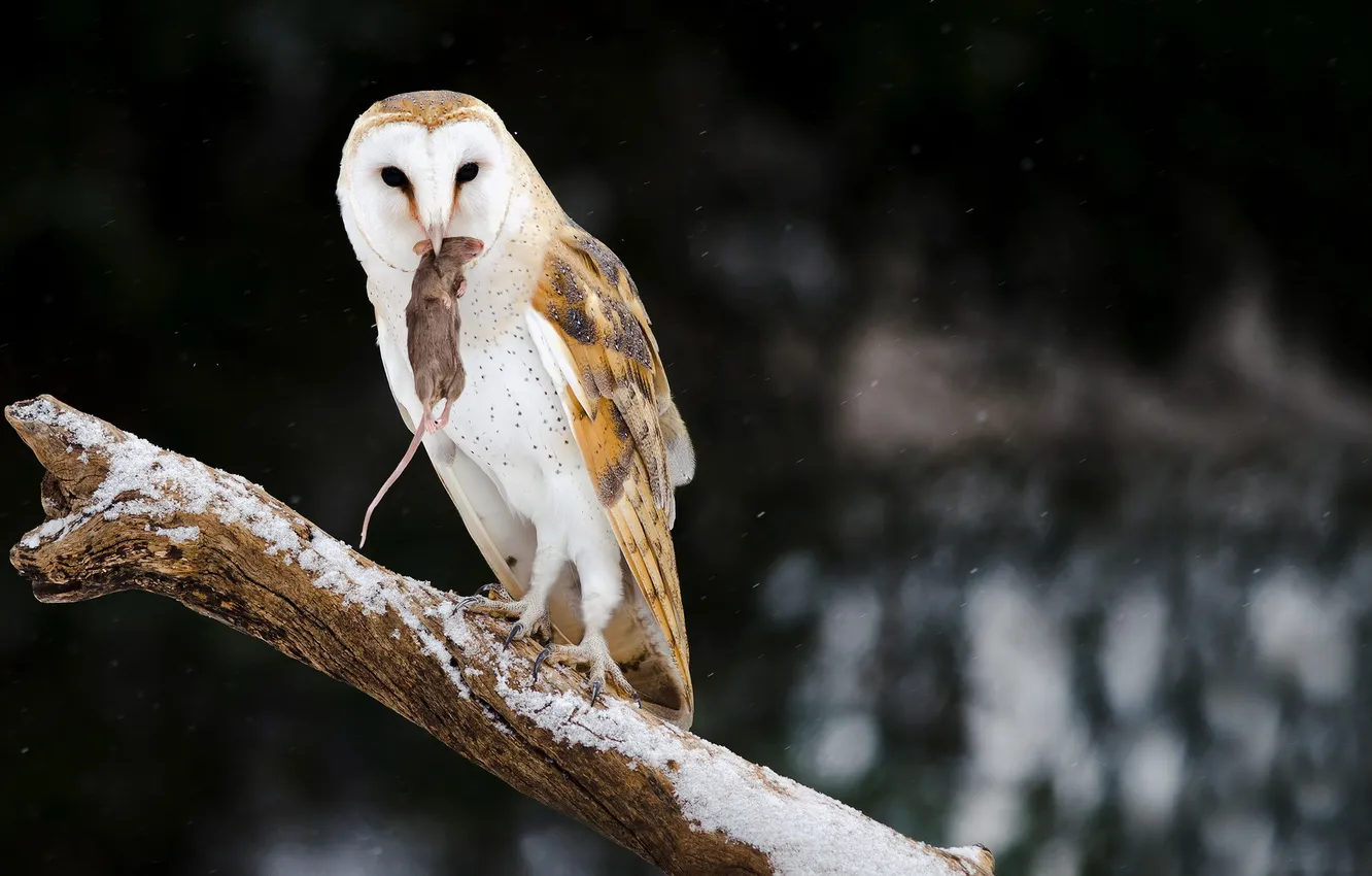 Photo wallpaper nature, owl, bird, mouse, hunting