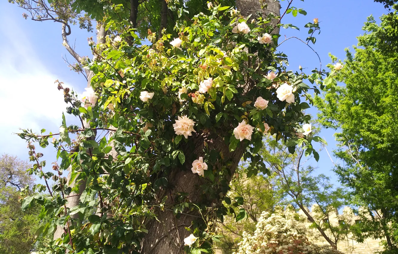 Photo wallpaper Tree, Tree, White roses, White roses