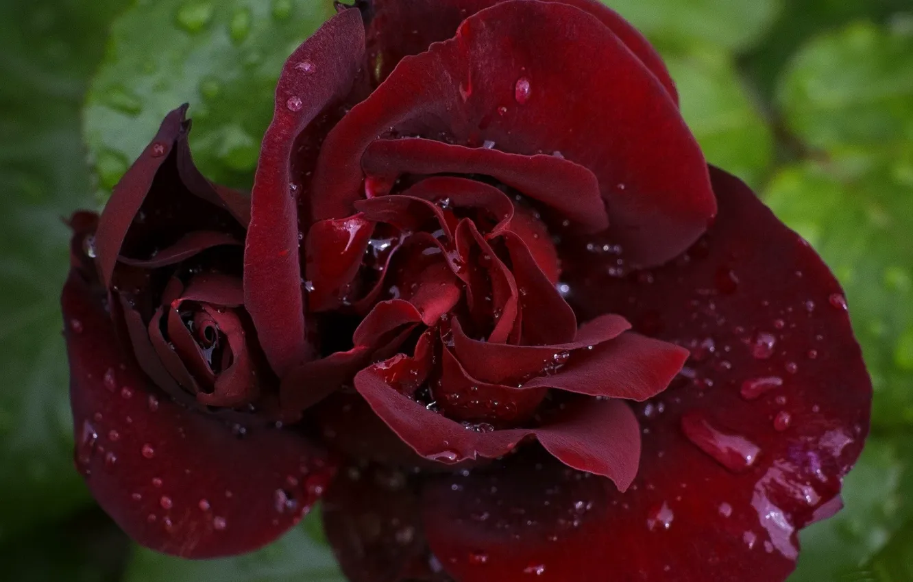 Photo wallpaper drops, roses, Burgundy