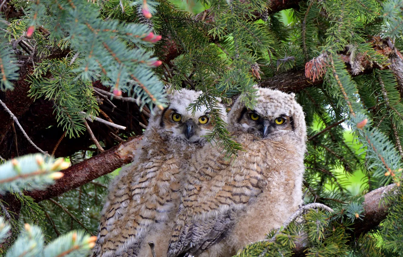 Photo wallpaper animals, birds, Great Horned Owl, wildlife