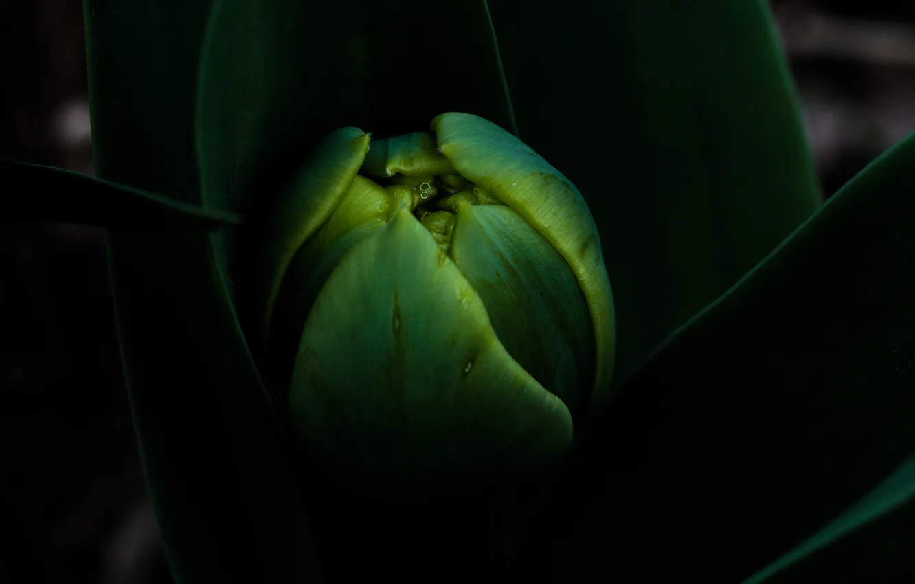 Photo wallpaper green, dark, plant, pitch
