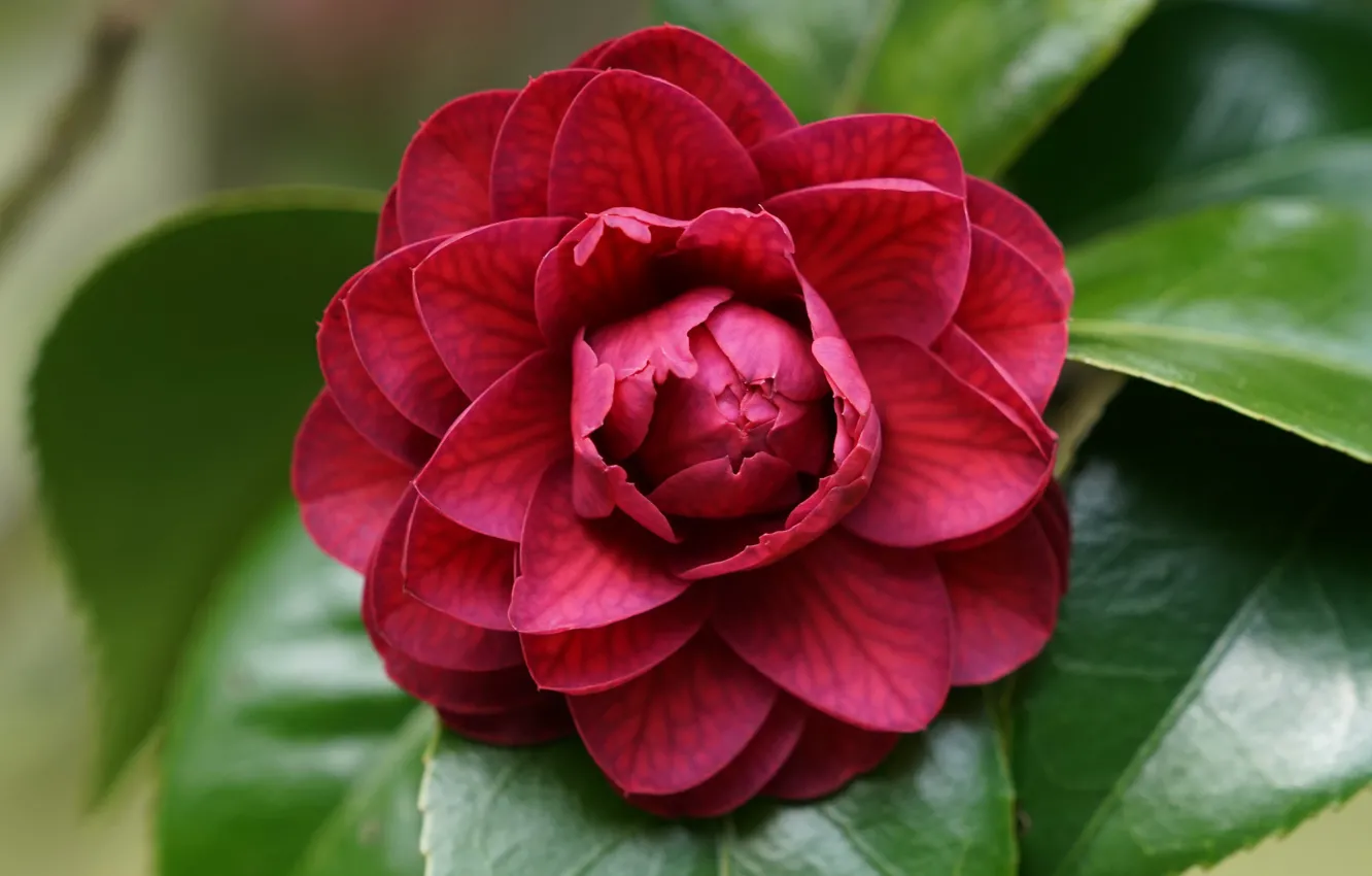 Photo wallpaper leaves, macro, close-up, petals, Burgundy, Camellia