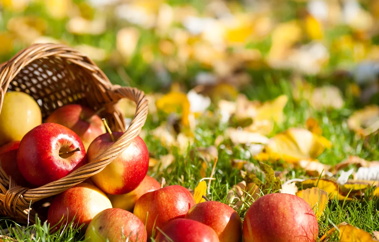 Photo wallpaper grass, leaves, basket, apples, fruit