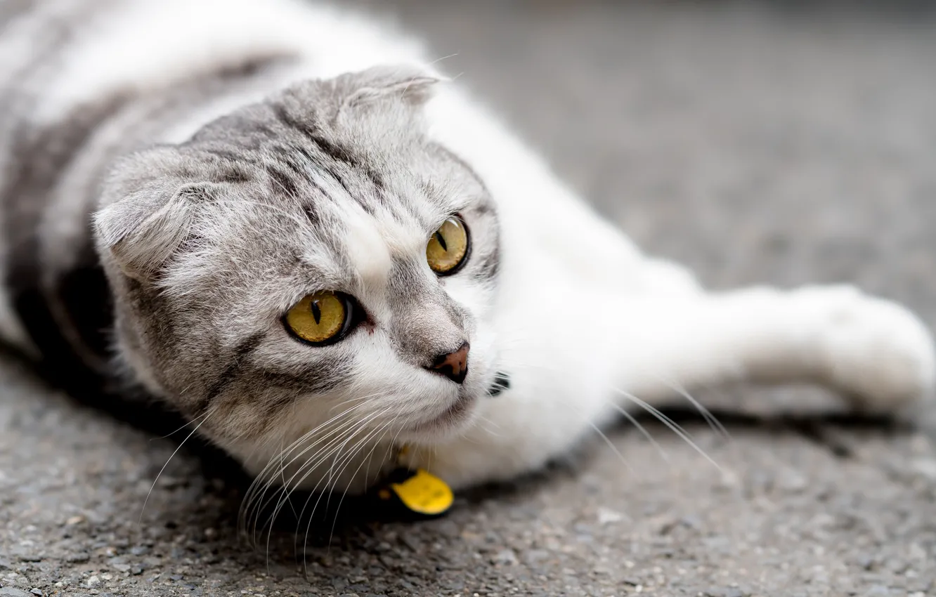 Photo wallpaper cat, eyes, fold