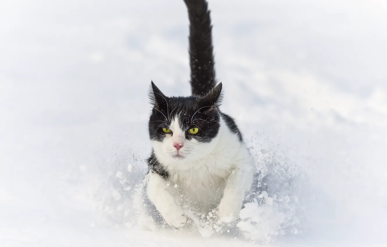 Photo wallpaper winter, cat, cat, snow, the snow, runs, ©Tambako The Jaguar