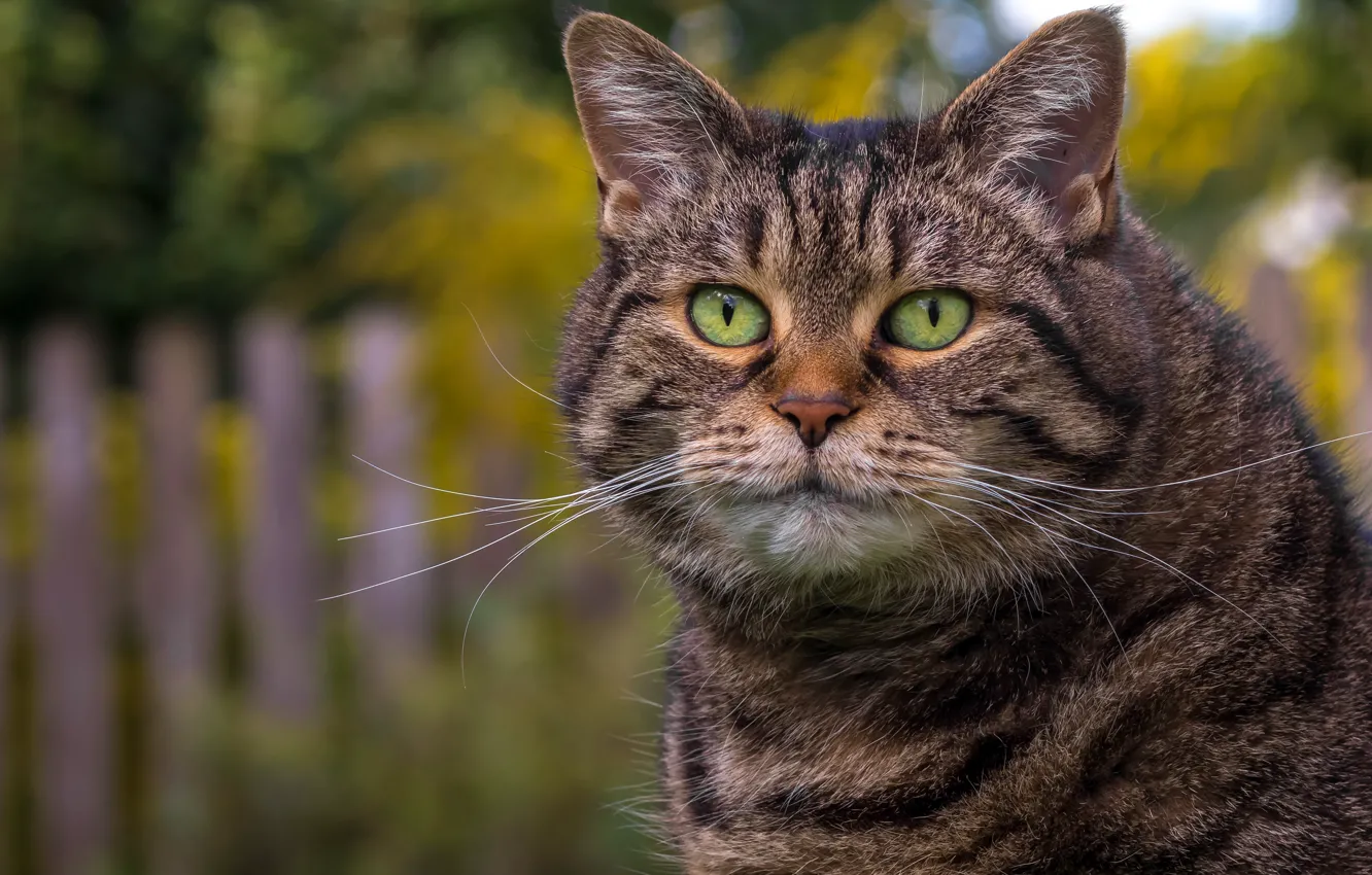 Photo wallpaper cat, look, portrait, muzzle, kotofey