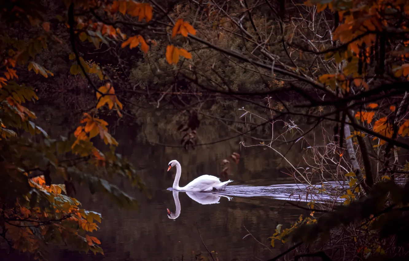 Photo wallpaper autumn, branches, river, bird, swans