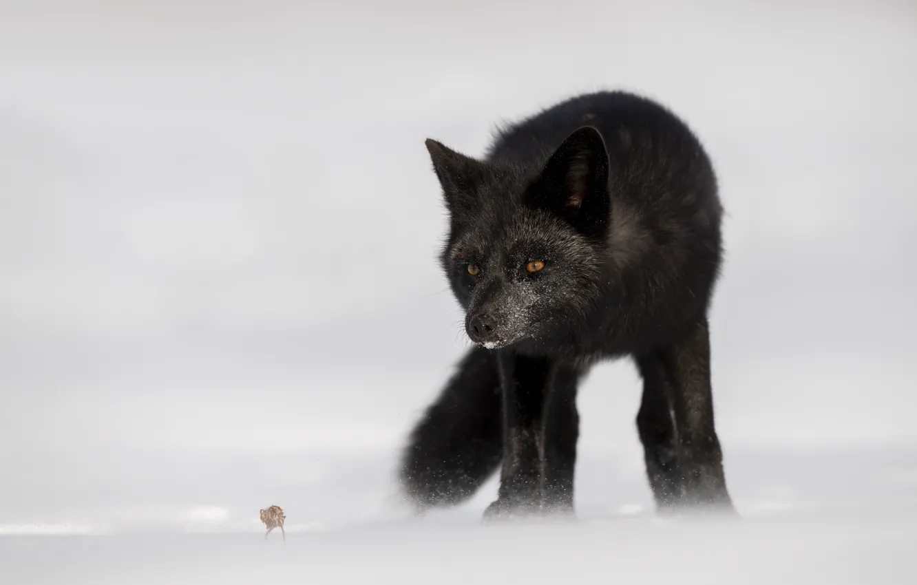 Wallpaper winter, look, snow, pose, Fox, face, Fox, silver Fox for ...