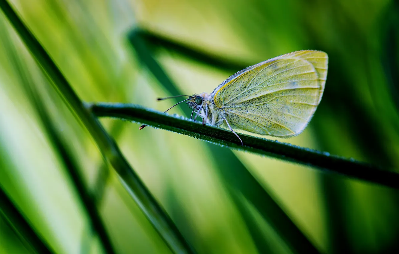 Photo wallpaper grass, macro, line, strip, butterfly, blur, insect, green background