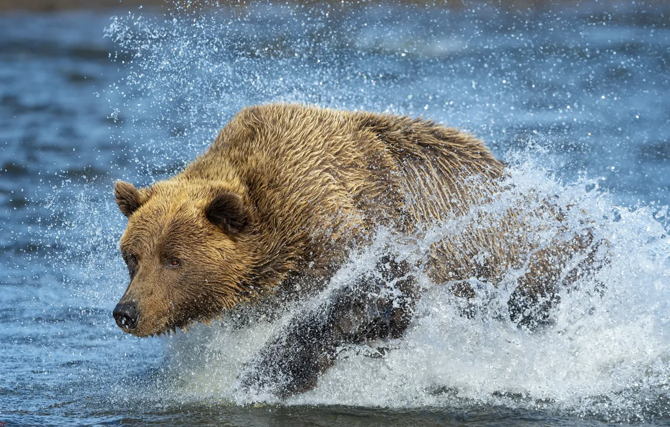 Photo wallpaper river, bear, beast
