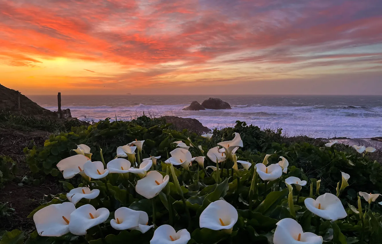 Photo wallpaper sea, sunset, flowers, rocks, shore, Calla lilies