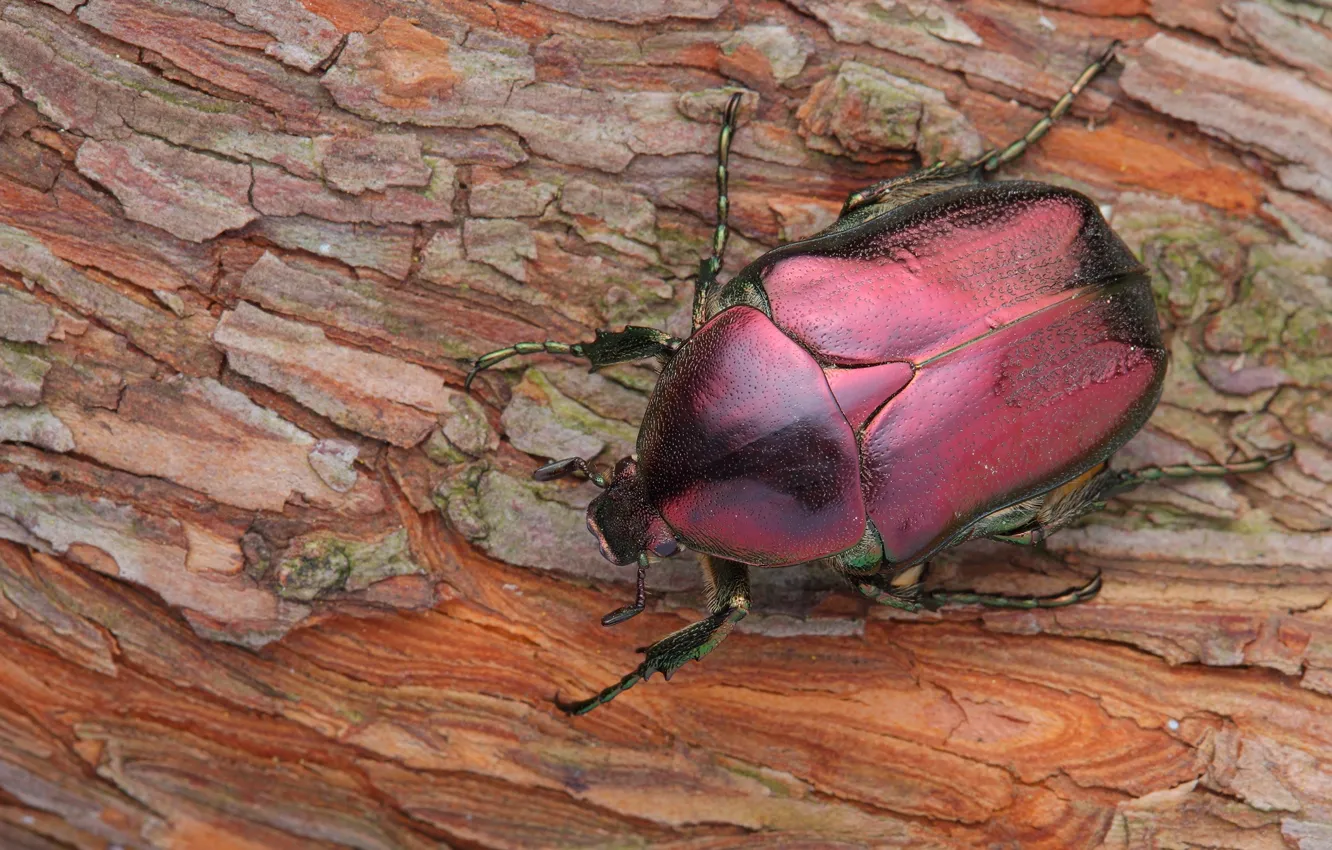 Photo wallpaper beetle, bark, brantovka, Wallpaper from lolita777, cherry