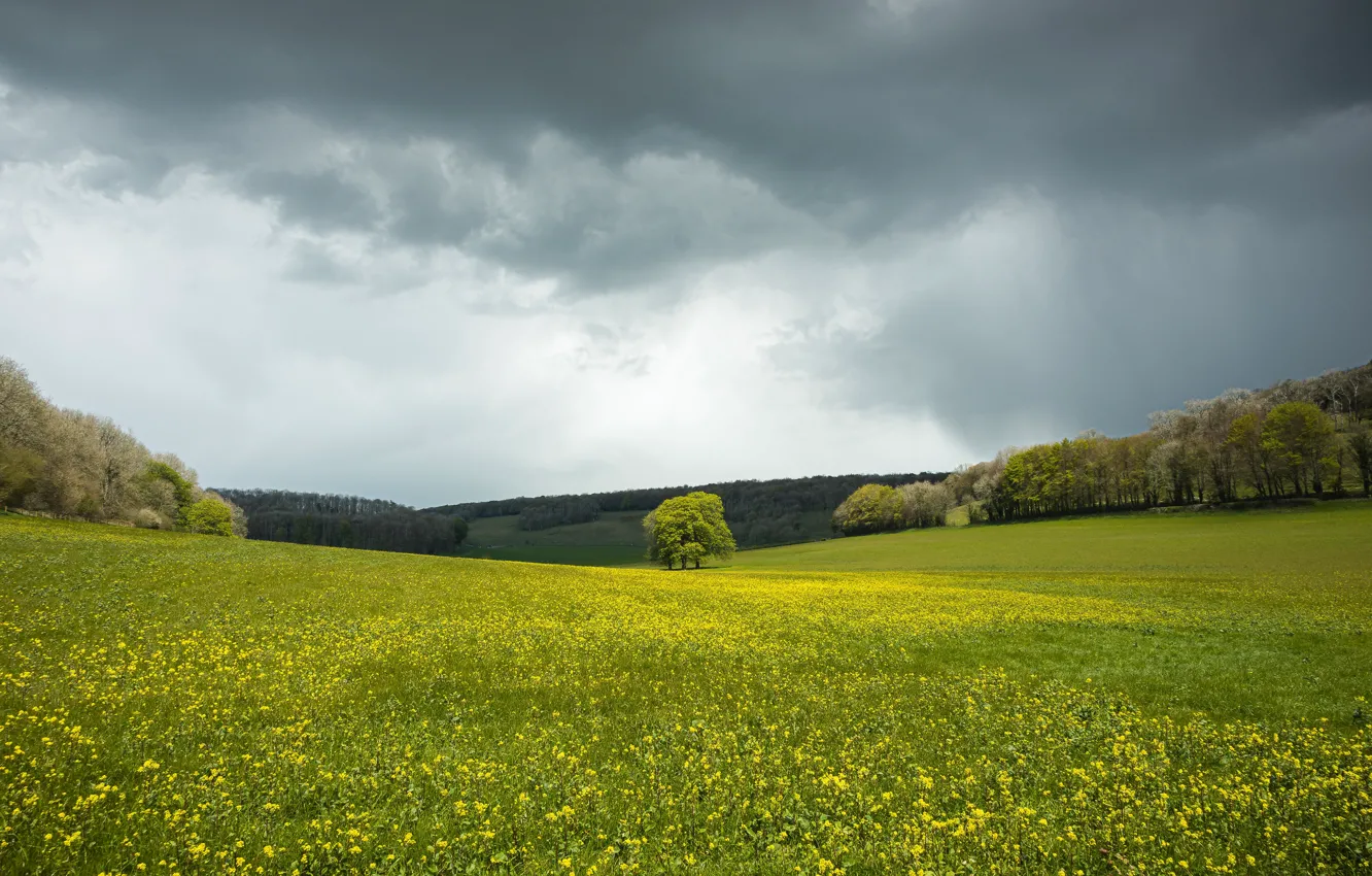 Photo wallpaper field, forest, the sky, trees, flowers, meadow, space, rape
