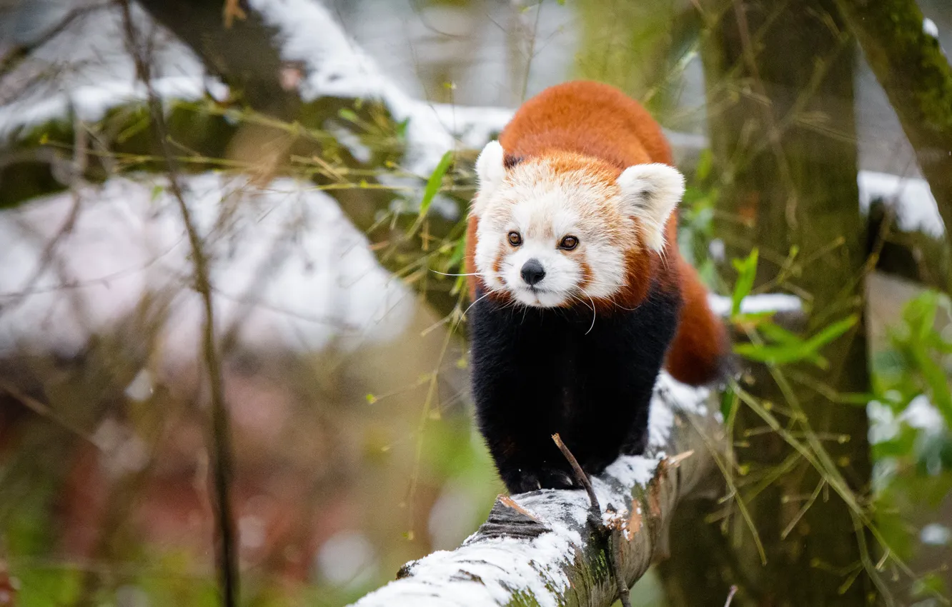 Photo wallpaper winter, look, leaves, snow, trees, branches, nature, pose