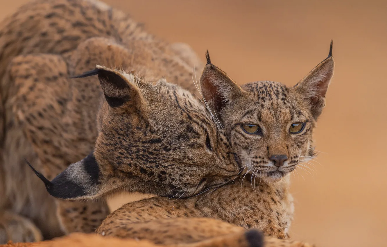 Photo wallpaper look, pose, cub, lynx, lynx, mother, a small lynx