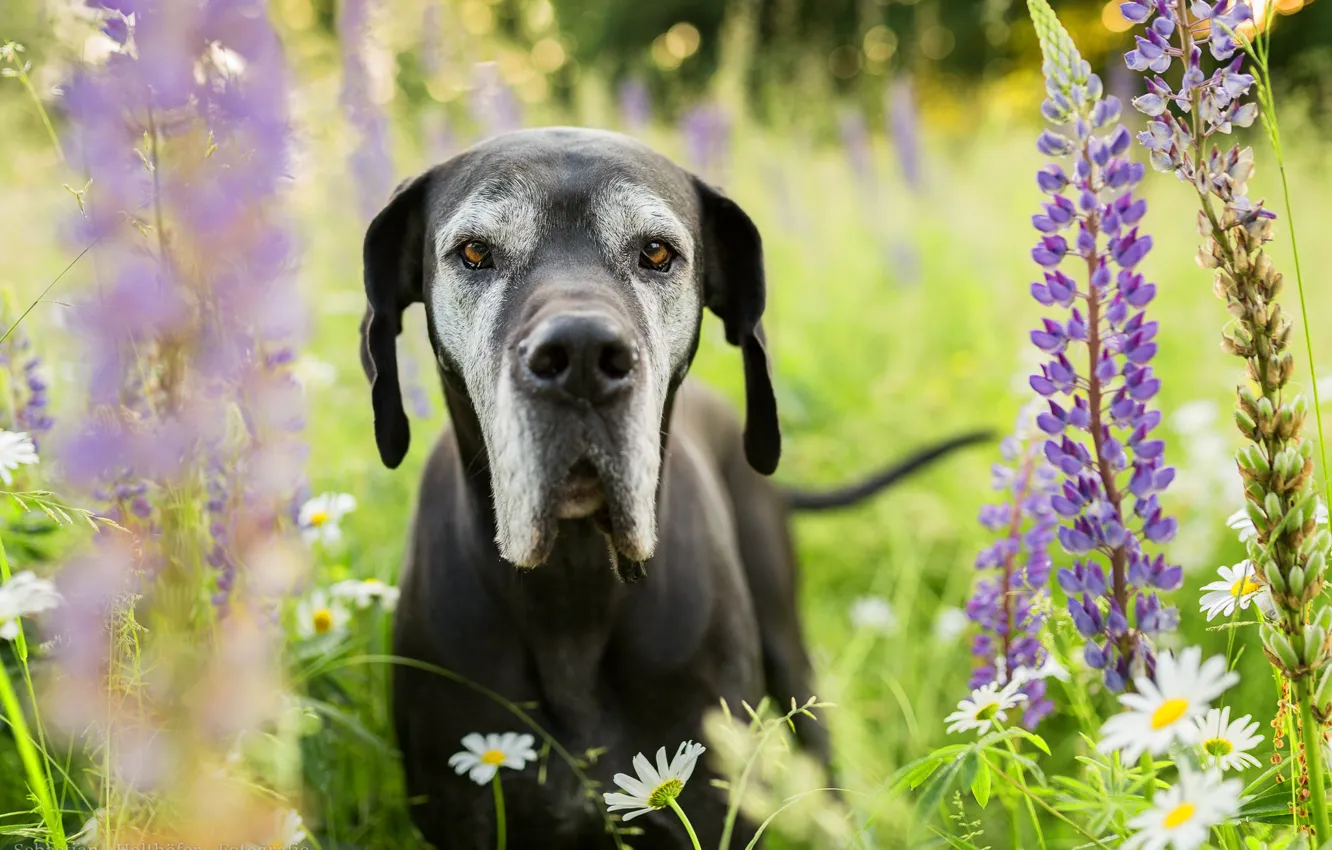 Photo wallpaper look, face, flowers, chamomile, dog, meadow, Lupin, Great Dane