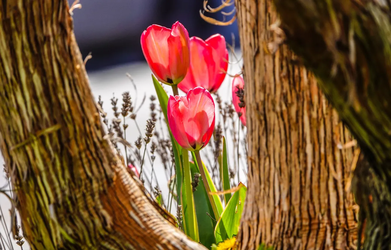 Photo wallpaper light, flowers, tree, trunks, spring, tulips, red, trio
