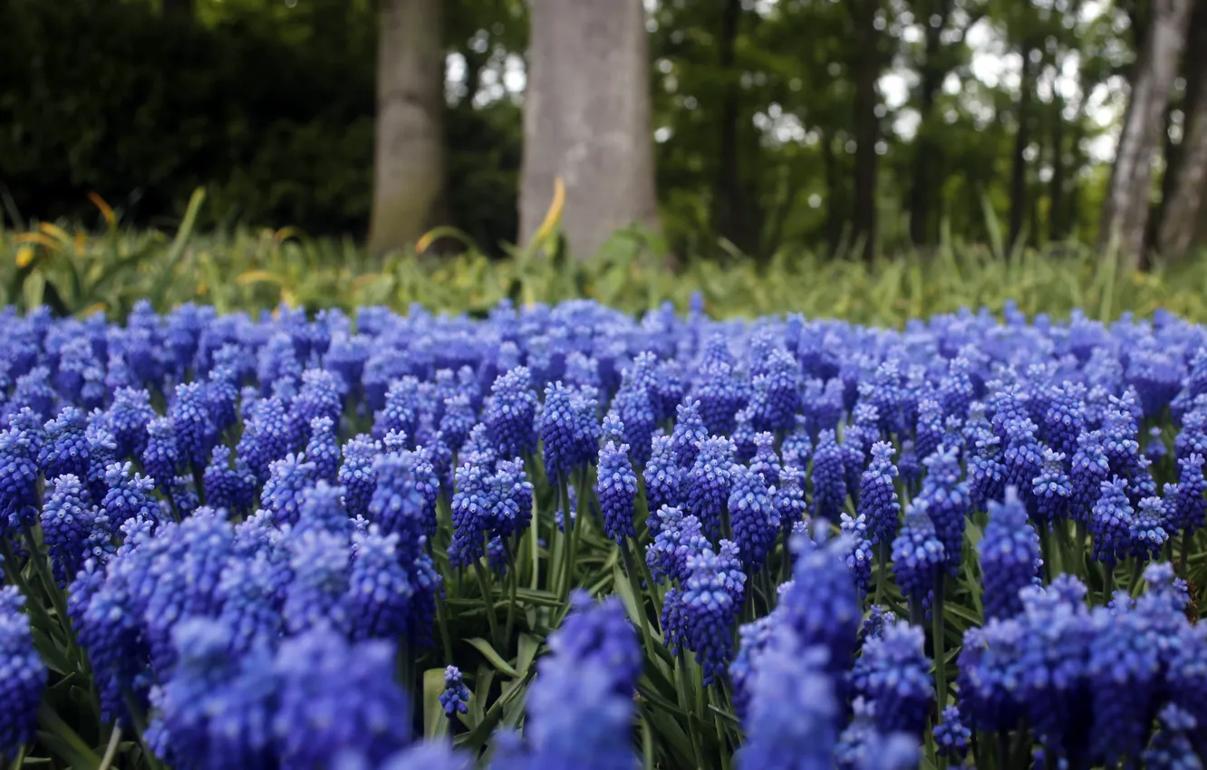 Photo wallpaper flowers, blue, glade, spring, Muscari