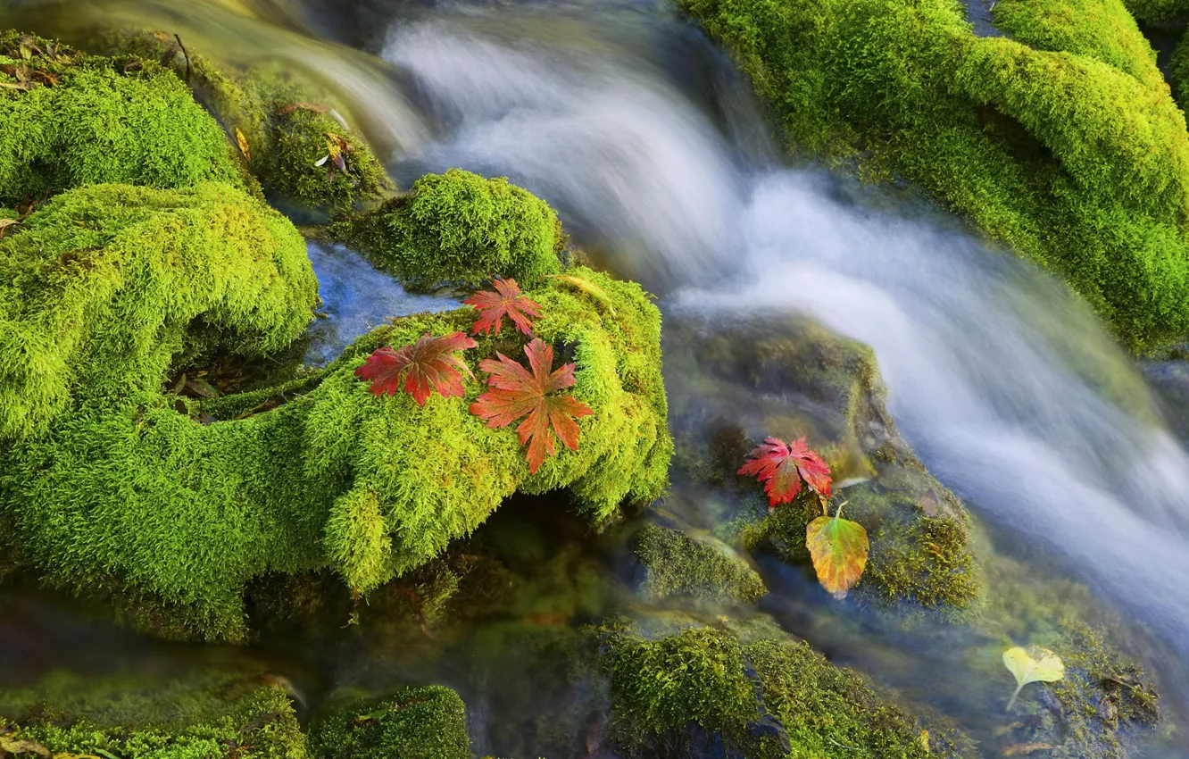 Photo wallpaper water, stones, moss