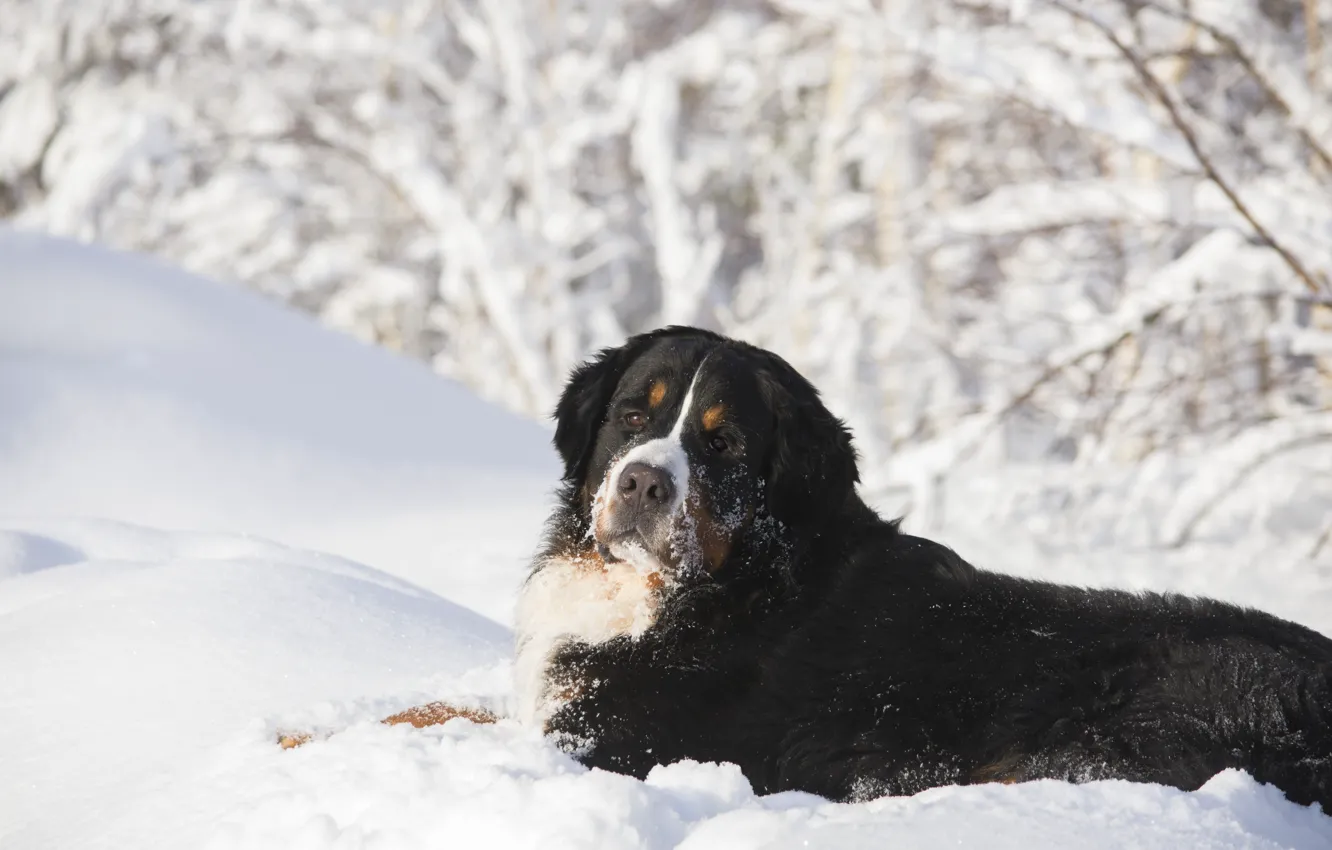 Photo wallpaper winter, face, snow, branches, dog, the snow, lies, Bernese mountain dog