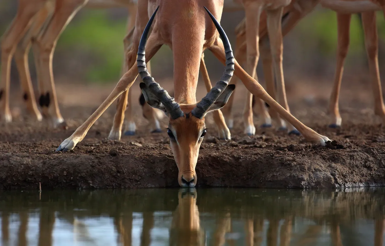 Photo wallpaper horns, drink, antelope