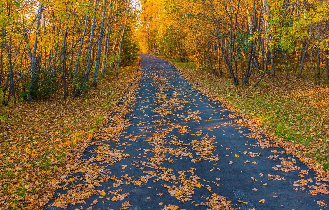 Photo wallpaper colorful, trees, autumn, season, fall, foliage, tourism, natural