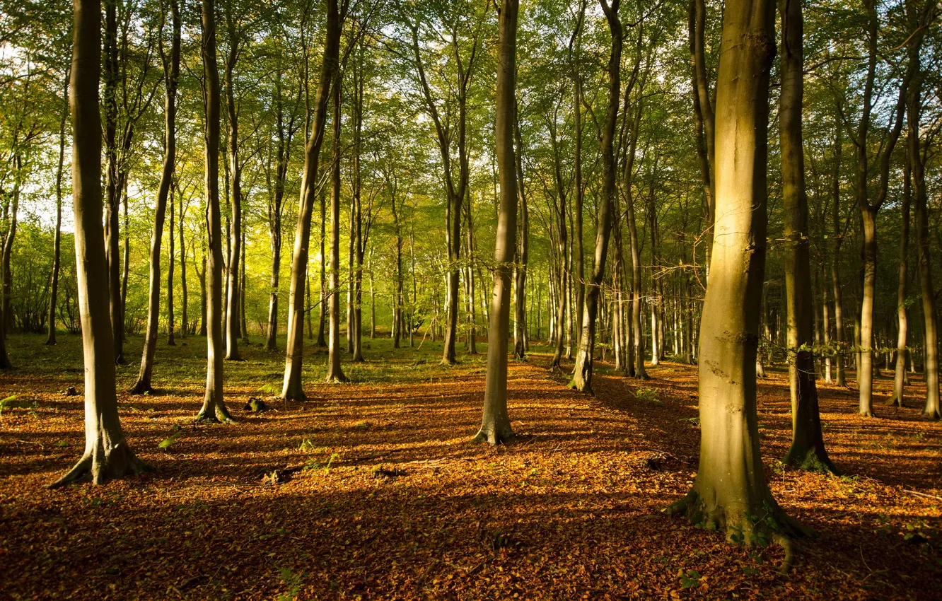 Photo wallpaper autumn, forest, nature