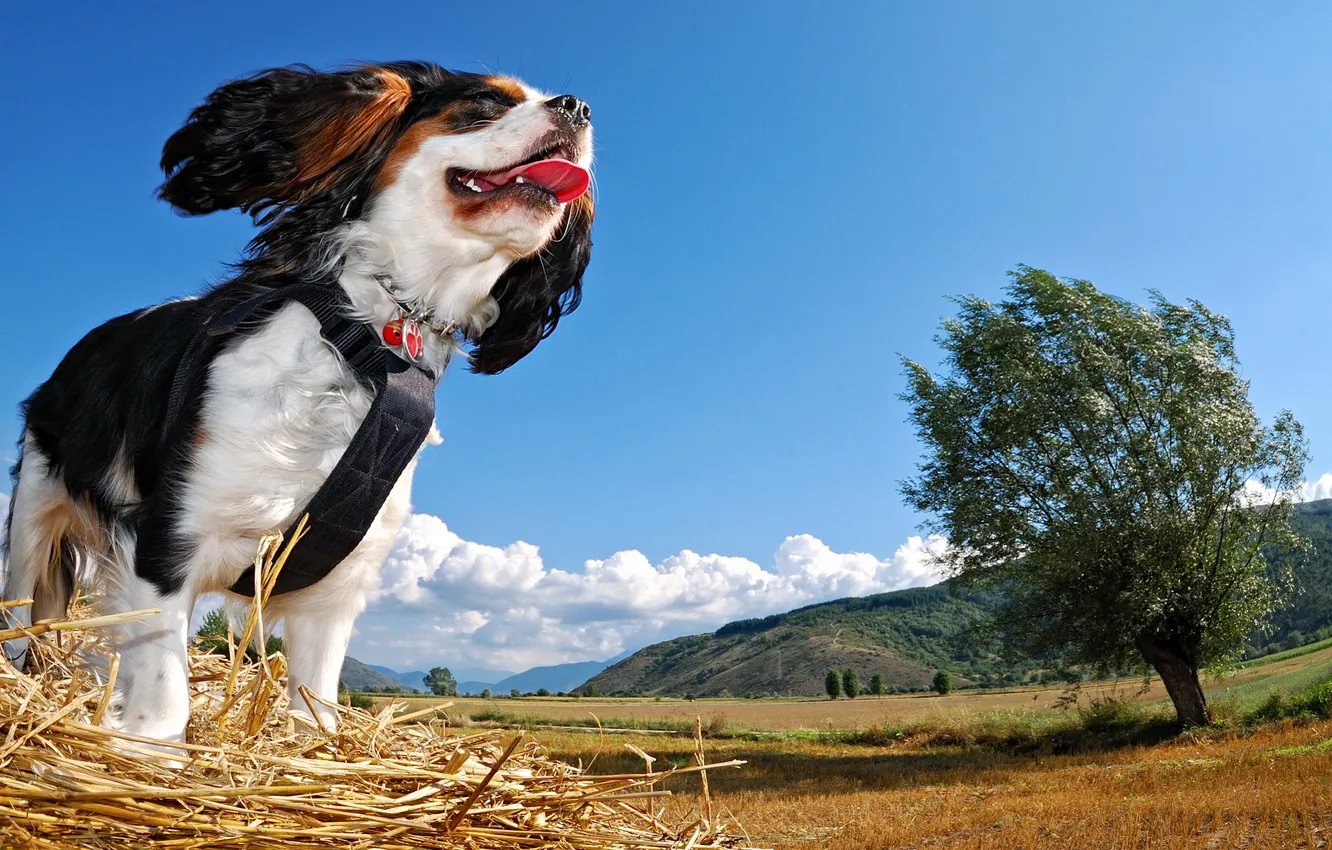 Photo wallpaper nature, each, dog