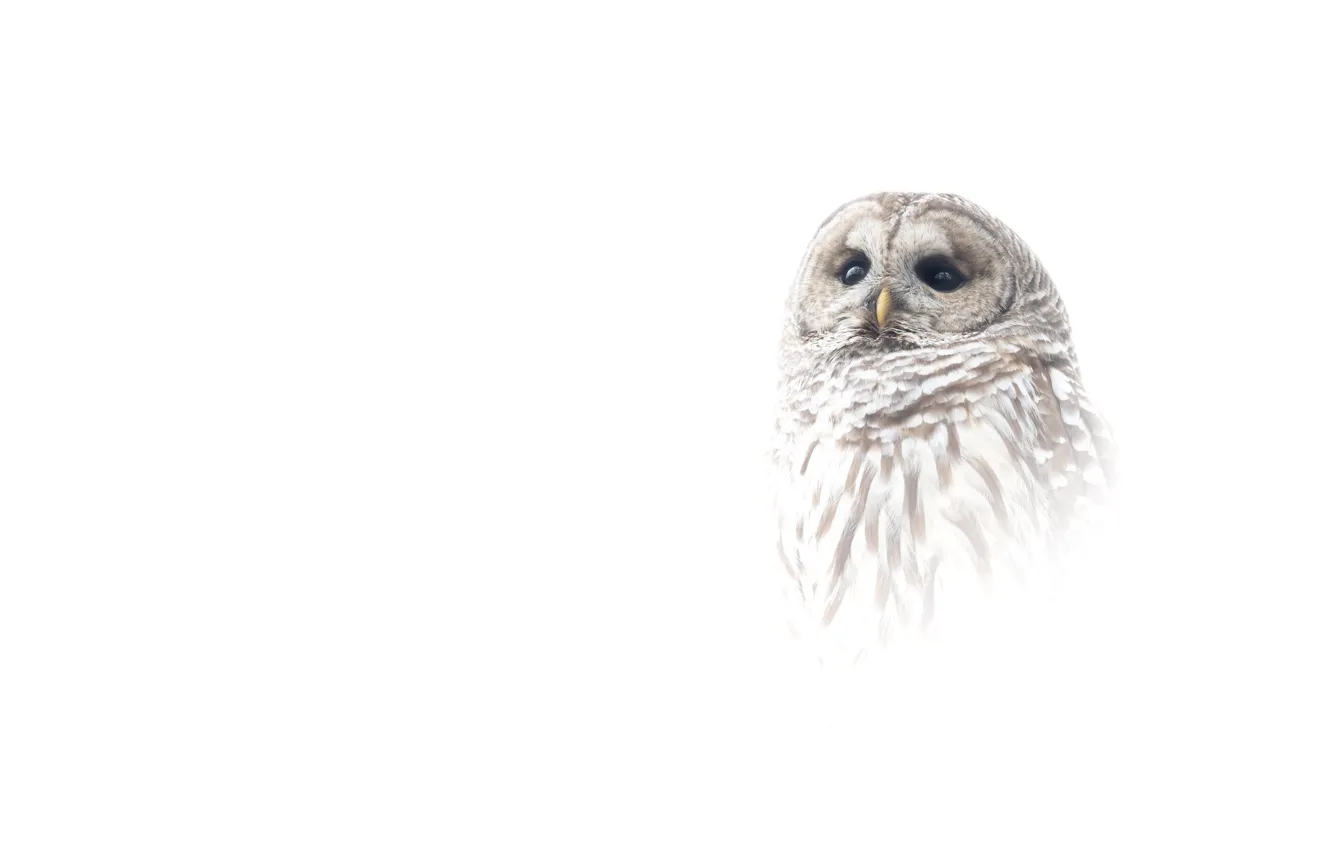 Photo wallpaper owl, bird, portrait, white background