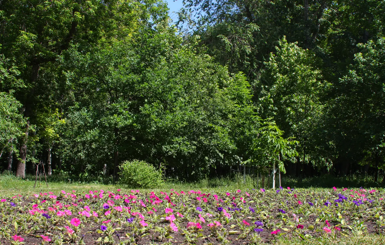 Photo wallpaper trees, flowers, nature, spring, may, Russia, Samara, Stan