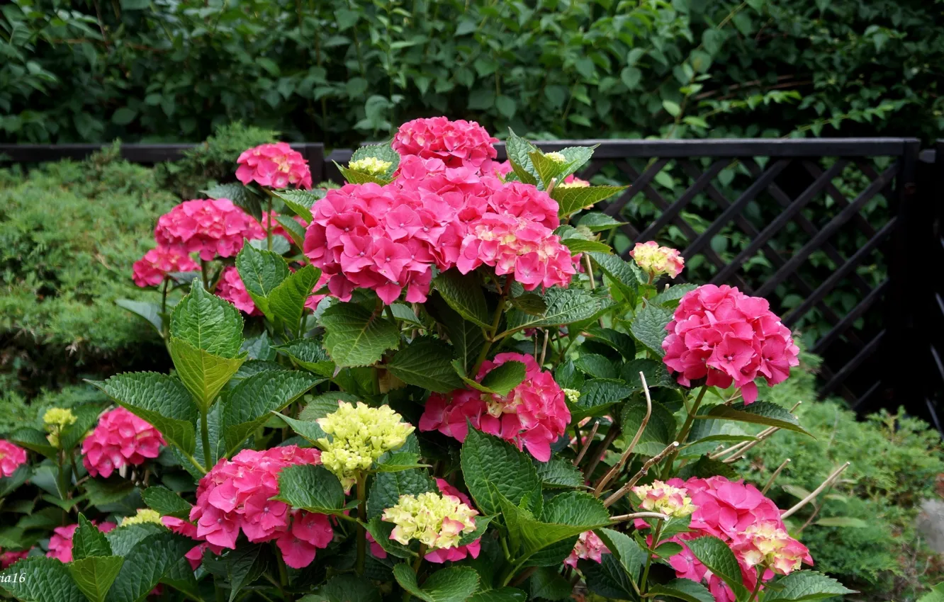Photo wallpaper flower, garden, blooming