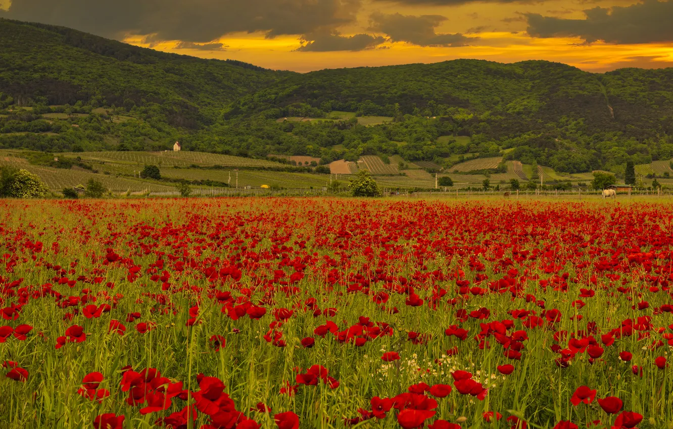Photo wallpaper summer, mountains, hills, Maki, poppy field