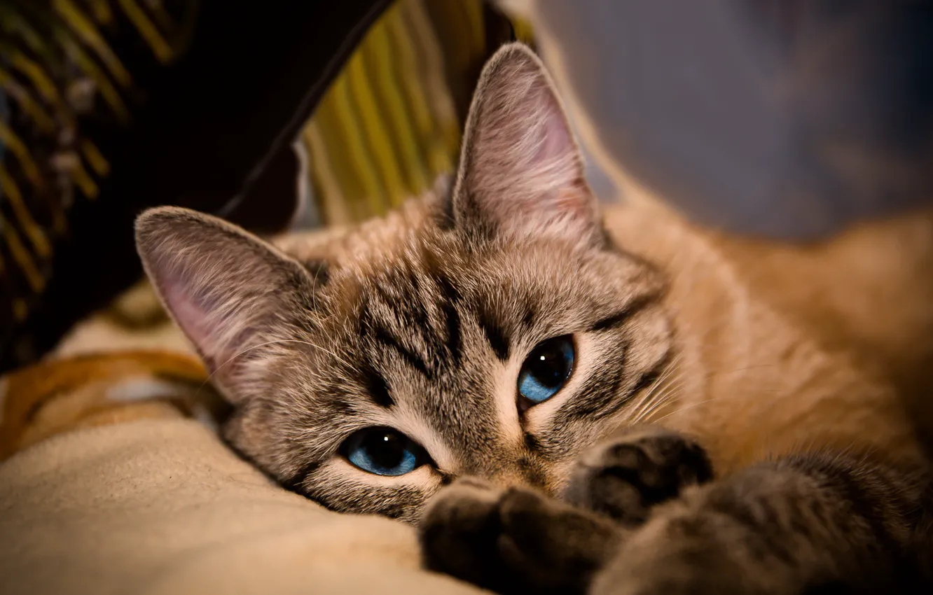 Photo wallpaper cat, cat, look, face, comfort, background, portrait, lies