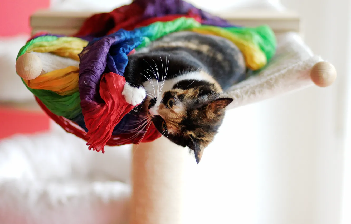 Photo wallpaper cat, animal, scarf, lies, plays