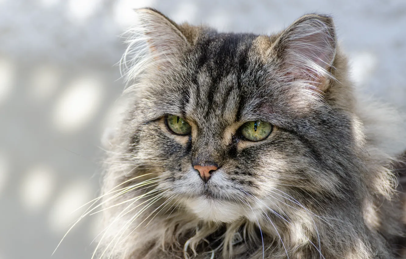 Photo wallpaper cat, cat, look, portrait, muzzle, cat