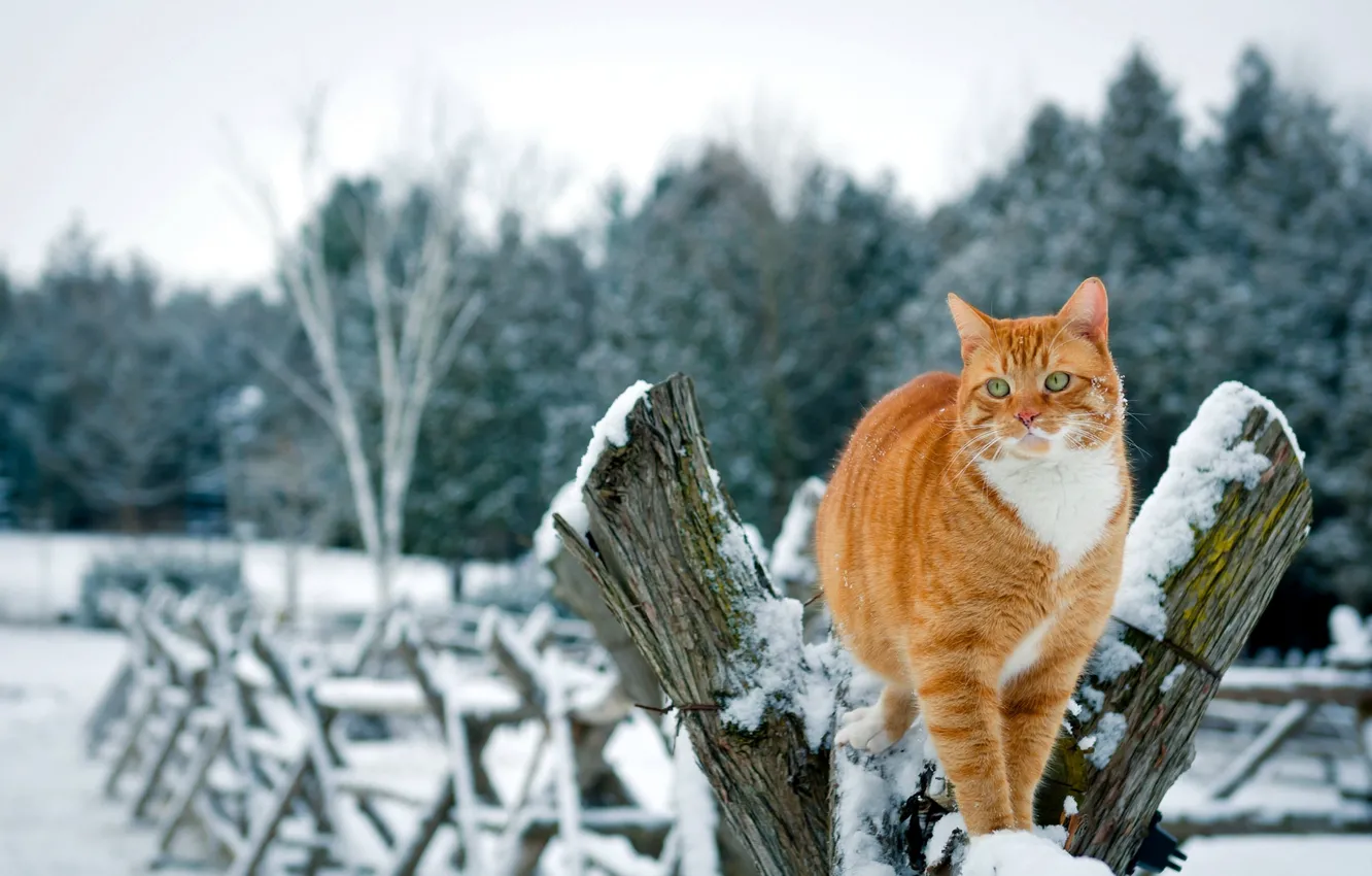 Photo wallpaper winter, cat, cat, snow, trees, nature, the fence, red
