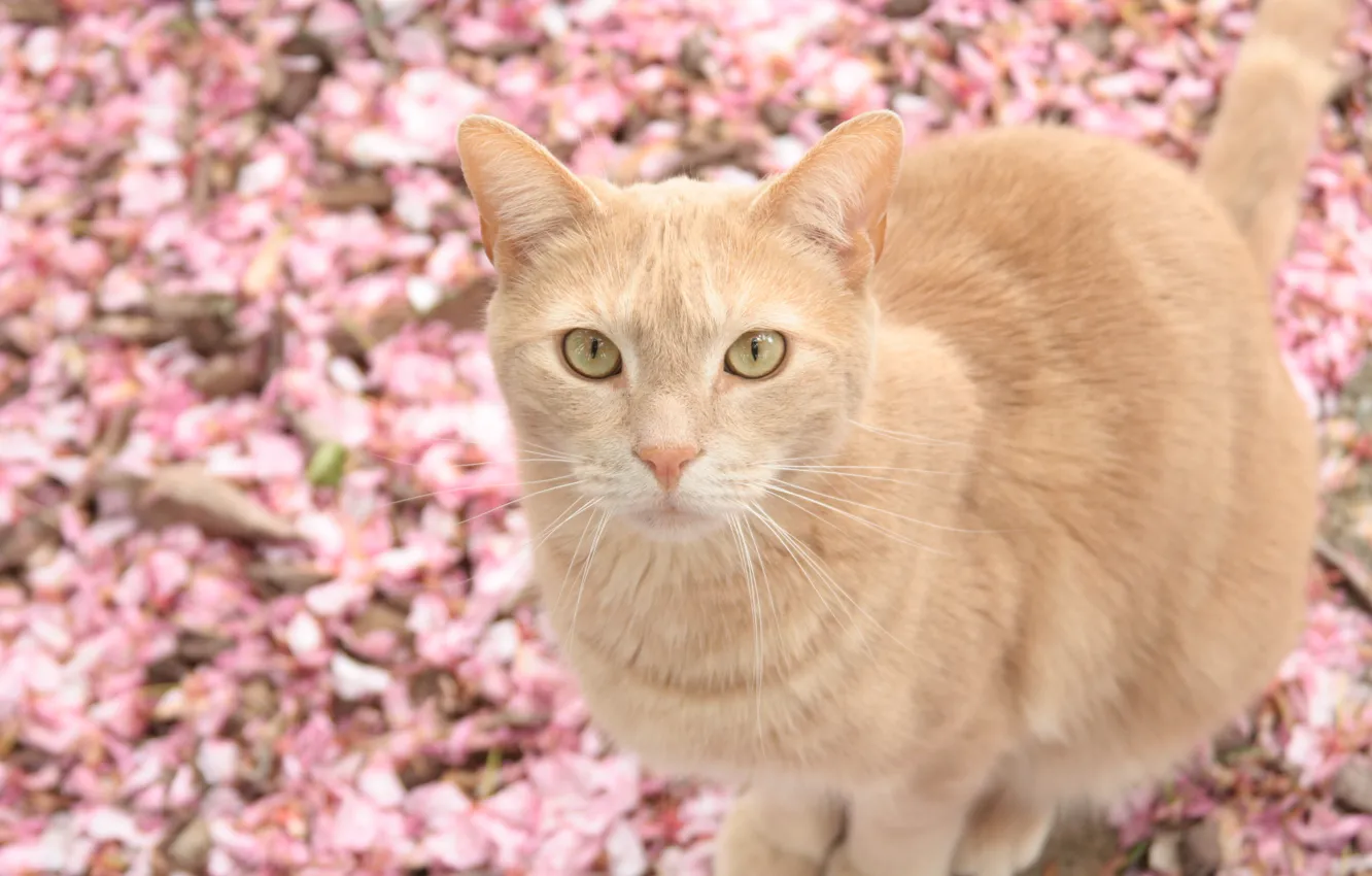 Photo wallpaper cat, background, petals, looks, beige, fallen