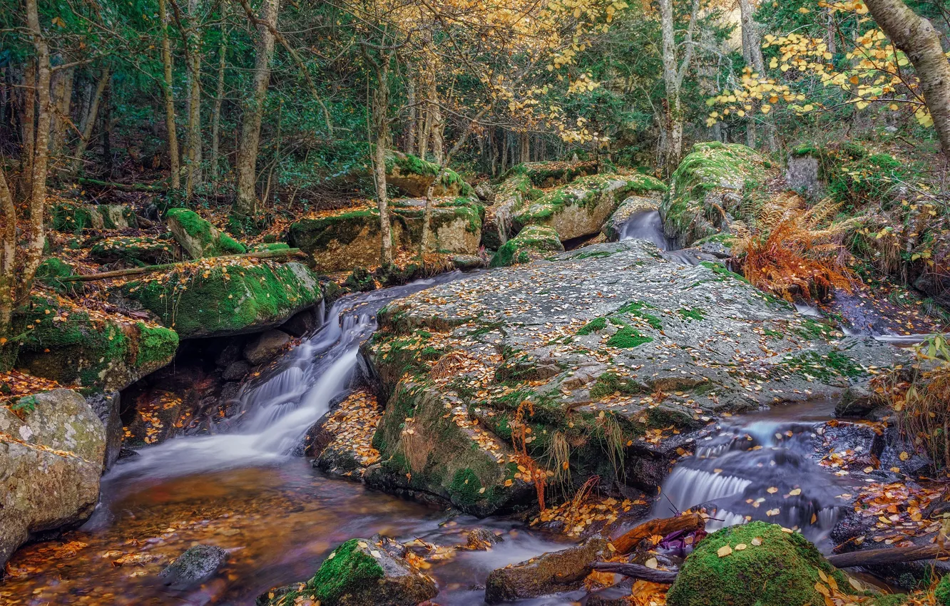 Photo wallpaper autumn, forest, trees, stream, stones, stream