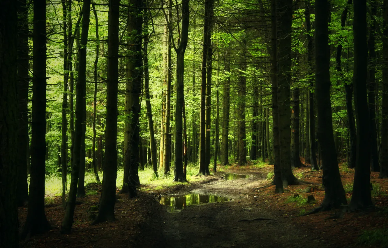 Photo wallpaper forest, trail, thicket, track, puddles, needles
