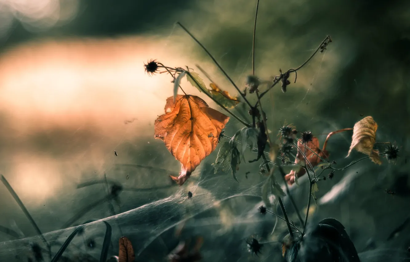 Photo wallpaper autumn, leaves, web
