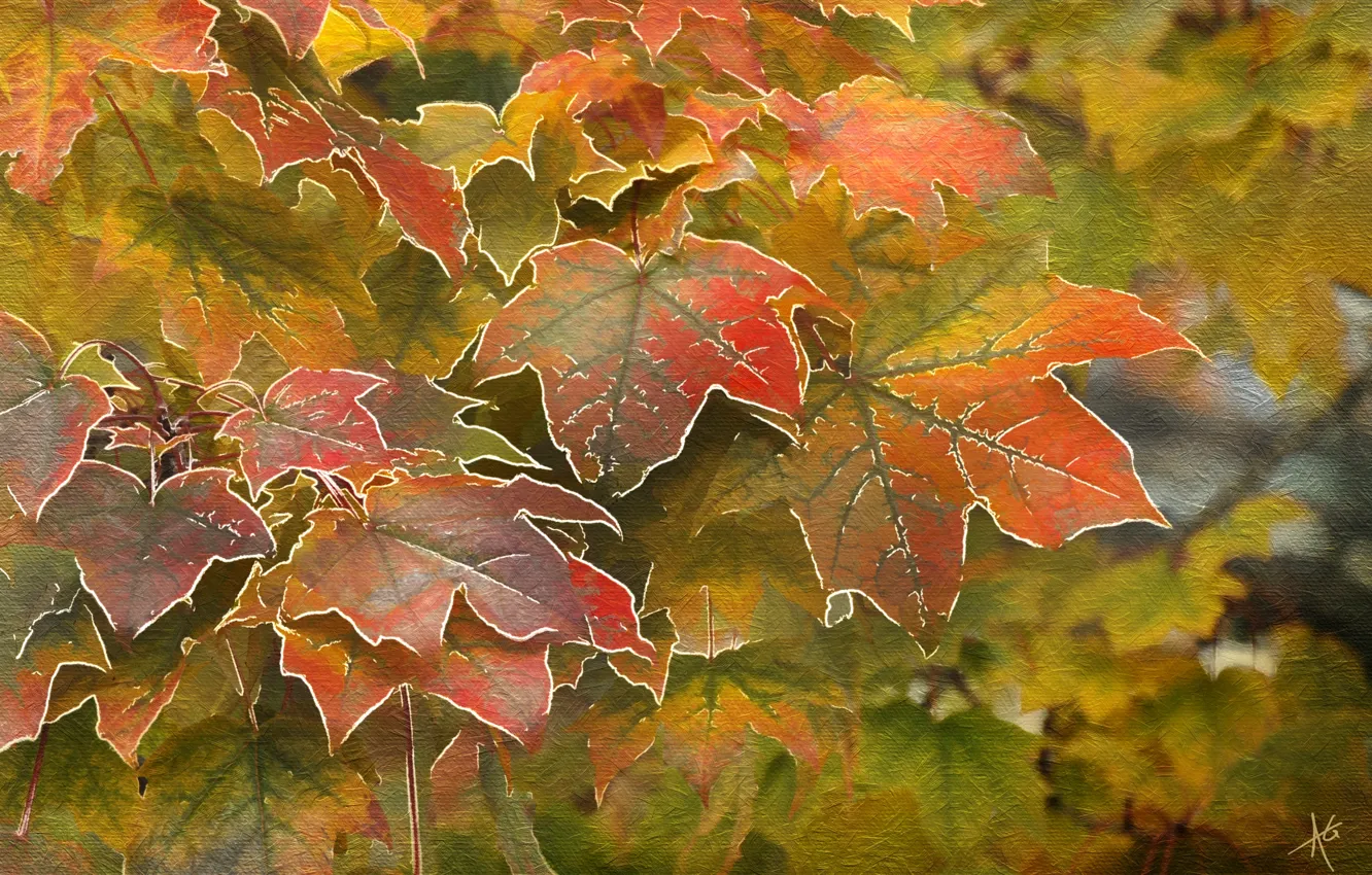Photo wallpaper autumn, leaves, maple