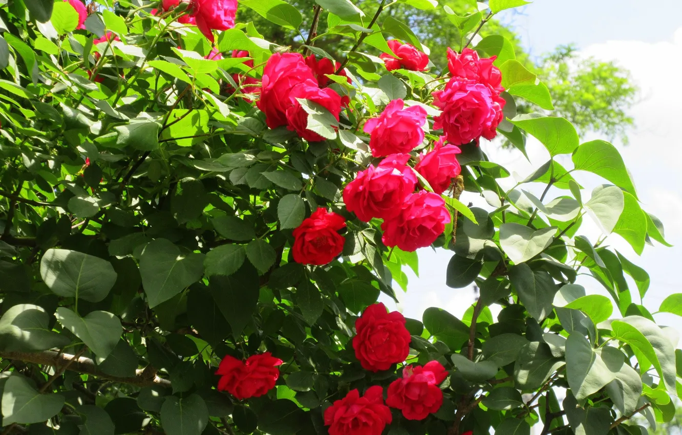 Photo wallpaper Summer 2018, Meduzanol ©, bright rose, greens