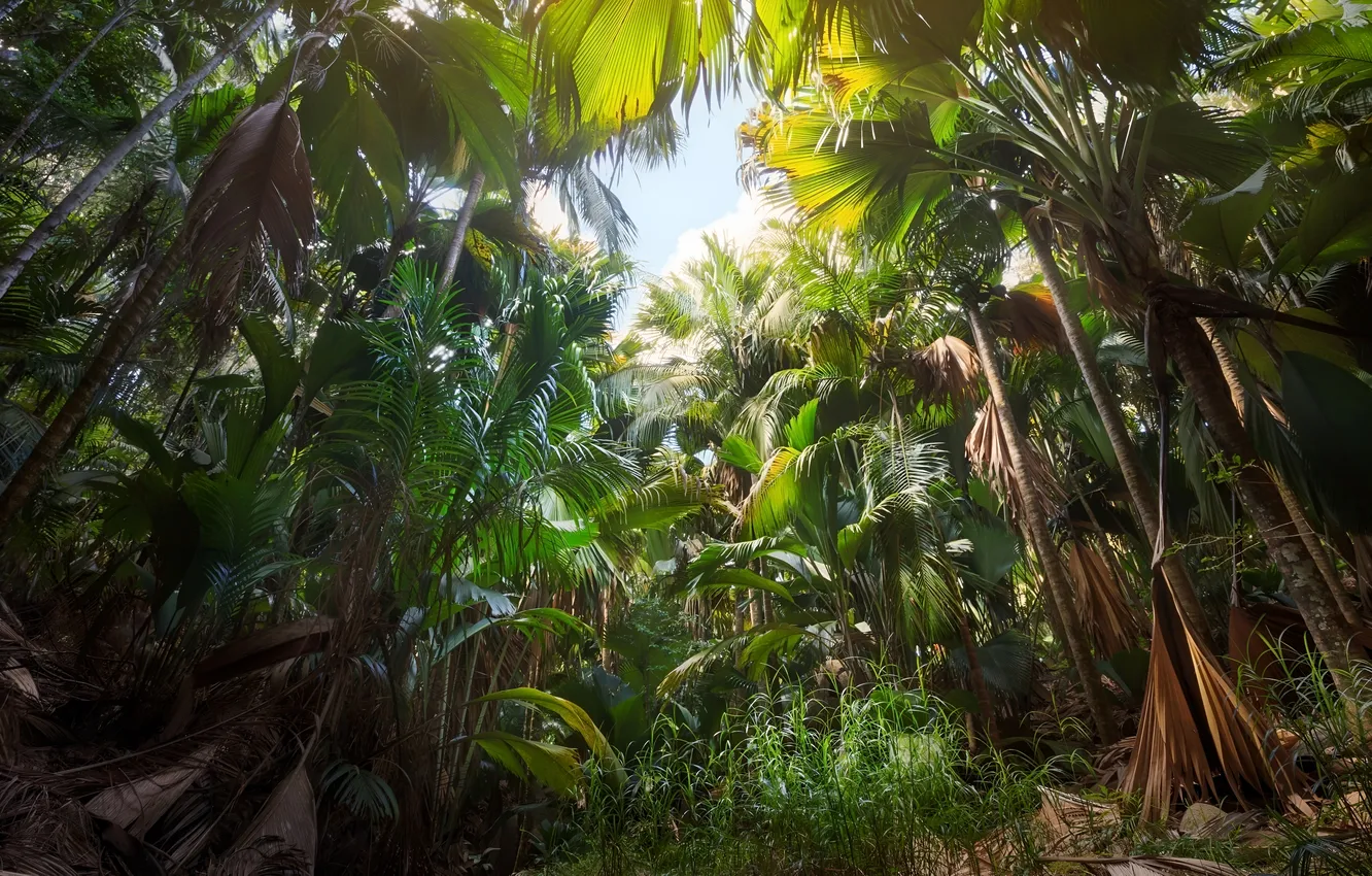 Photo wallpaper nature, nature, rainforest, Tropical Forest