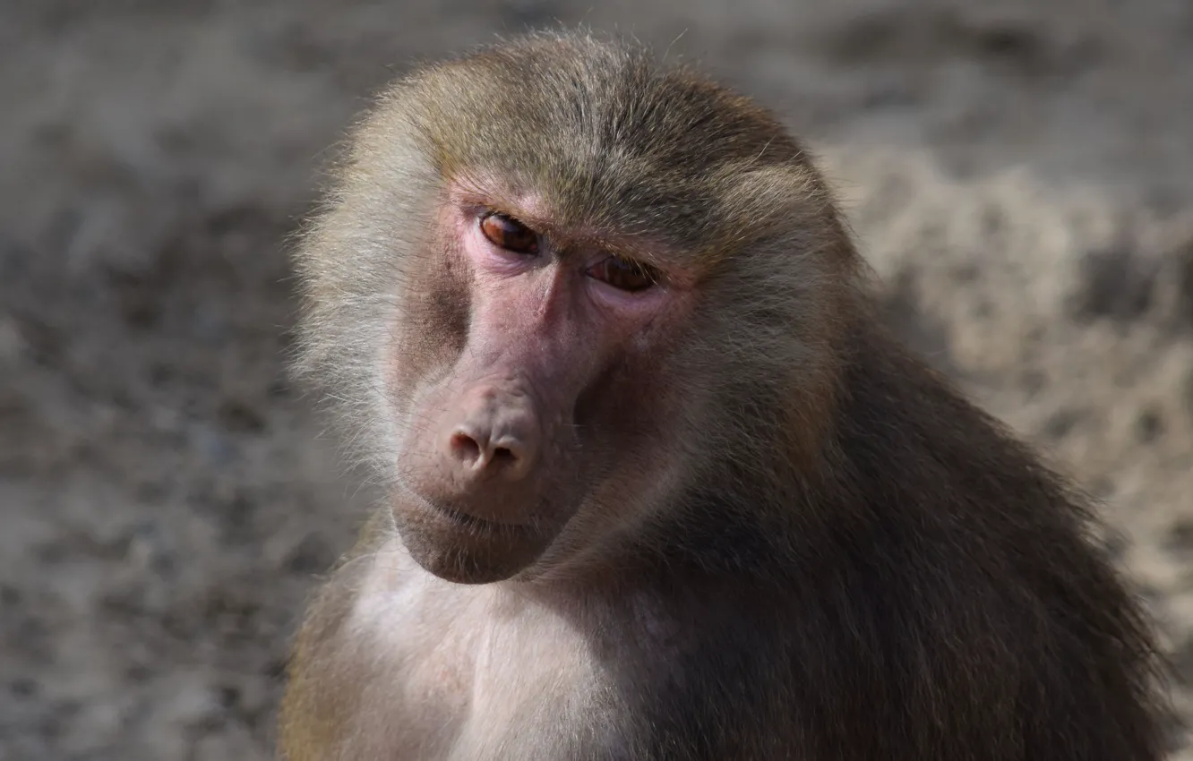 Photo wallpaper sadness, look, monkey