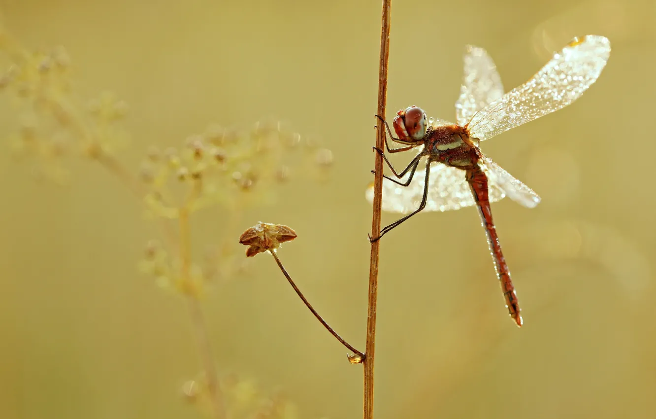 Photo wallpaper macro, plant, wings, dragonfly, insect, Wallpaper from lolita777